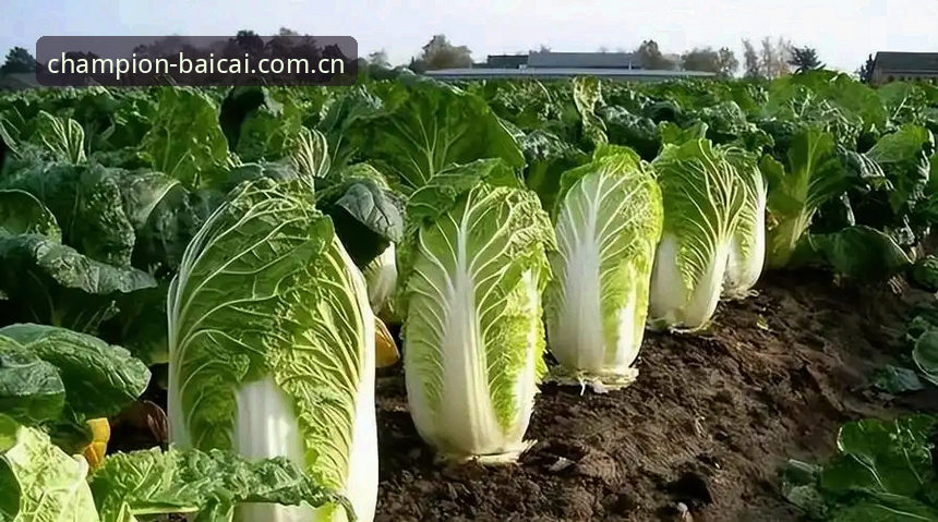 冠军白菜网论坛网中国赔率实时计算安装失败深度分析：不止是安装包的问题